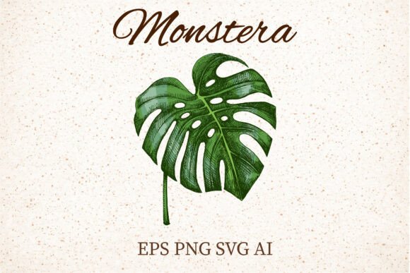 Monstera Leaf Clipart: Graphics for Botanical Illustrations
